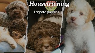 Housetraining puppies
