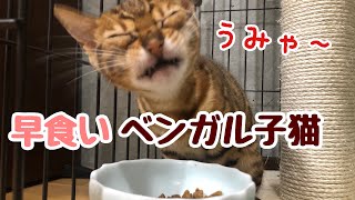 カリカリを一気に完食する早食いベンガル子猫【ASMR風】