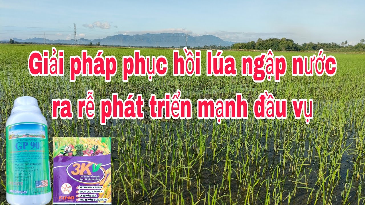 Phun kích lúa ra rễ đẻ nhánh phục hồi sau khi ngập nước - YouTube