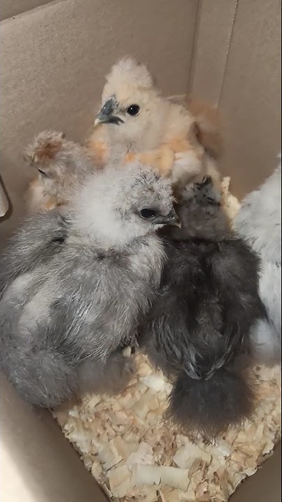 Коробка милоты 🥰 - YouTube