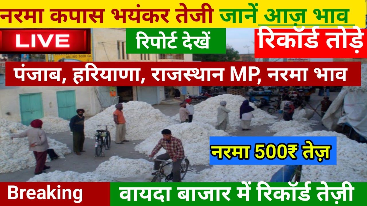 आज नरमा का भाव,06 नवंबर 2022 नरमा में जोरदार तेजी। Narma ka taja bhav। cotton Price Today। #cotton