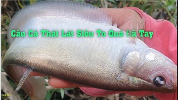 câu cá rô đồng, câu cá thát lát tự nhiên nhiên siêu to giật đã tay..