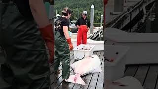 MONSTER 305.4 Lb Halibut Caught in Craig, Alaska! 🎣 | Luxury Fishing Lodge
