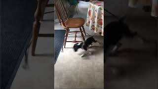 PLAY TIME FOR FUNNY DOG