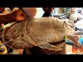 Amazing Cutting Skills | Giant Baghair Fish Cutting & Slicing In Bangladesh