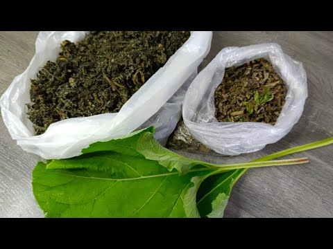 ФЕРМЕНТАЦИЯ ЛИСТА ЛОПУХА В МОРОЗИЛЬНОЙ КАМЕРЕ.ПОЧЕМУ ОДУВАНЧИК ПРИ СУШКИ ПРЕВРАЩАЕТСЯ В ПУХ.