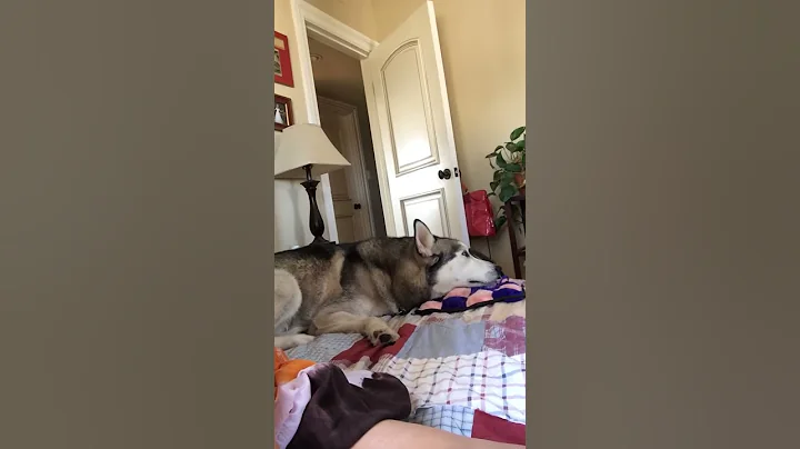 Siberian Husky Howling For 35 Seconds!