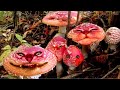 🍄Сома из 40 грамм Мухомора, застрял в бэд-трипе