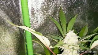 422 🌱 GROW Intro