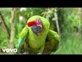 Chancelle Tiki Taka To Official Music Video Chancelle Tiki Taka To Official Music Video