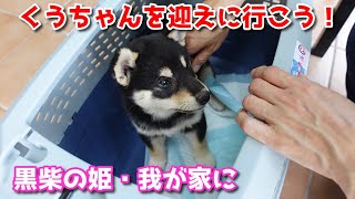 Black Shiba Inu Puppy] Let's go and pick up Kuu-chan! Taro's Dog