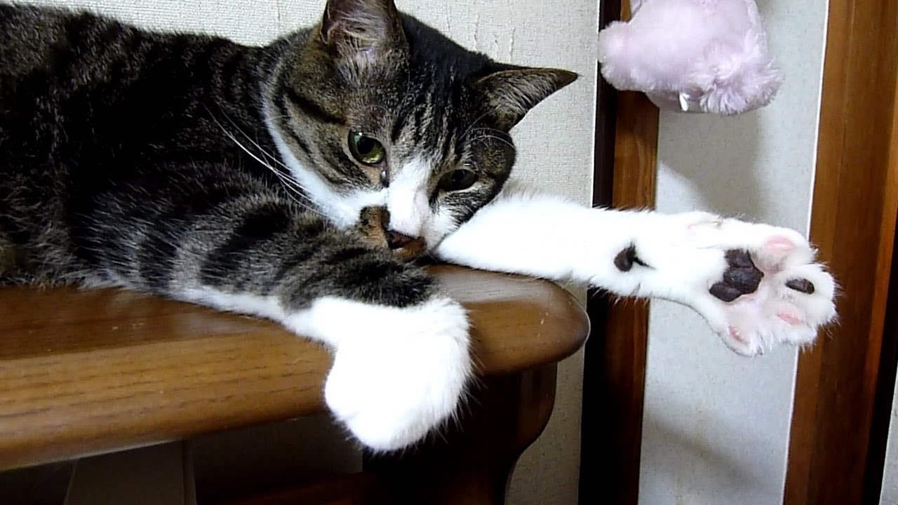 猫のグーパー かわいい肉球見せちゃいます Cat Kuri S Open Paw Youtube