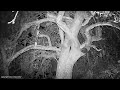 chiropterae chauve-souris Piège-photo Jean Chevallier 2022 bats camera-trap