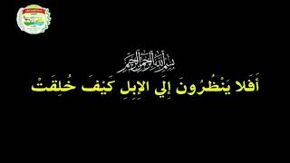 قال الله{أَفَلَا يَنظُرُونَ إِلَى الْإِبِلِ كَيْفَ خُلِقَتْ}تربية الإبل مهنة متوارثة عند أهل الصحراء