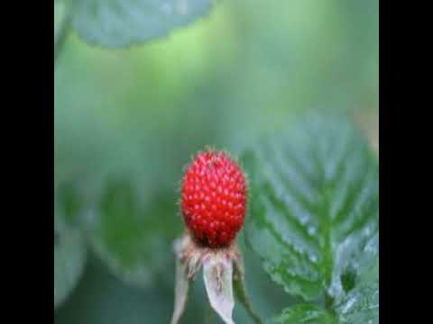 [TJ노래방라운지] 가신님 그리워 - 백영규