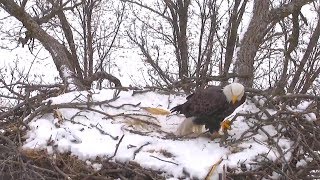 Decorah North Nest | Funny nestorations of the female ~ 12-07-2018