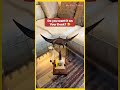 This Wooden Manta Ray Moves Like Magic 🤯 #homegadgets