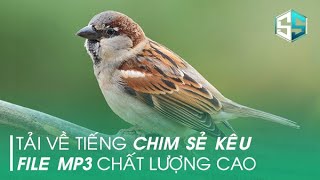 Tiếng Chim Sẻ Bẫy Keo Mới Nhất 2022