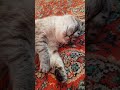 Кошачьи сны