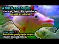 🔴Cara dan trik jitu mancing ikan nila ngambang ‼️dijamin langsung ngejar umpanmu jatuh