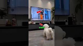 This Dog Just Broke the Internet 😳🐶#viral