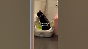 When cats are high after using catnip 🤣