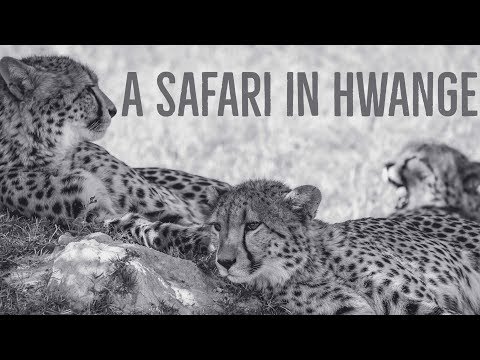 Our Safari in Hwange National Park, Zimbabwe