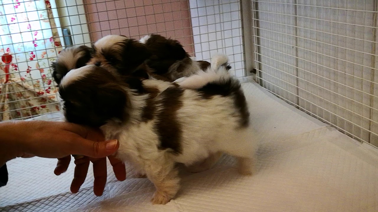 Cuccioli Shih Tzu La Casa Dei Cuccioli Felici 1 Youtube