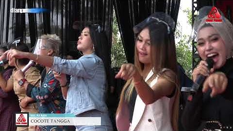 COCOTE TANGGA   ALL ARTIS