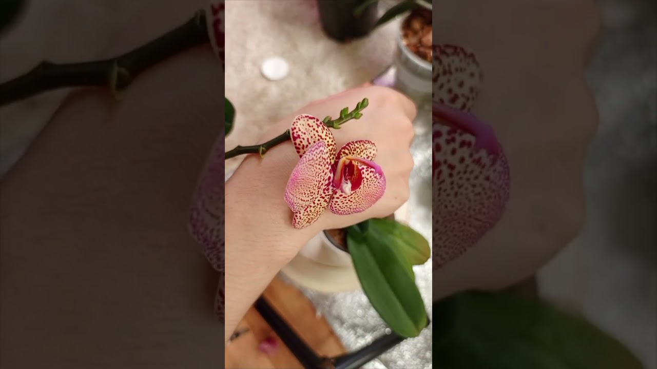 Отделение детки орхидеи из точки роста.+посадка  