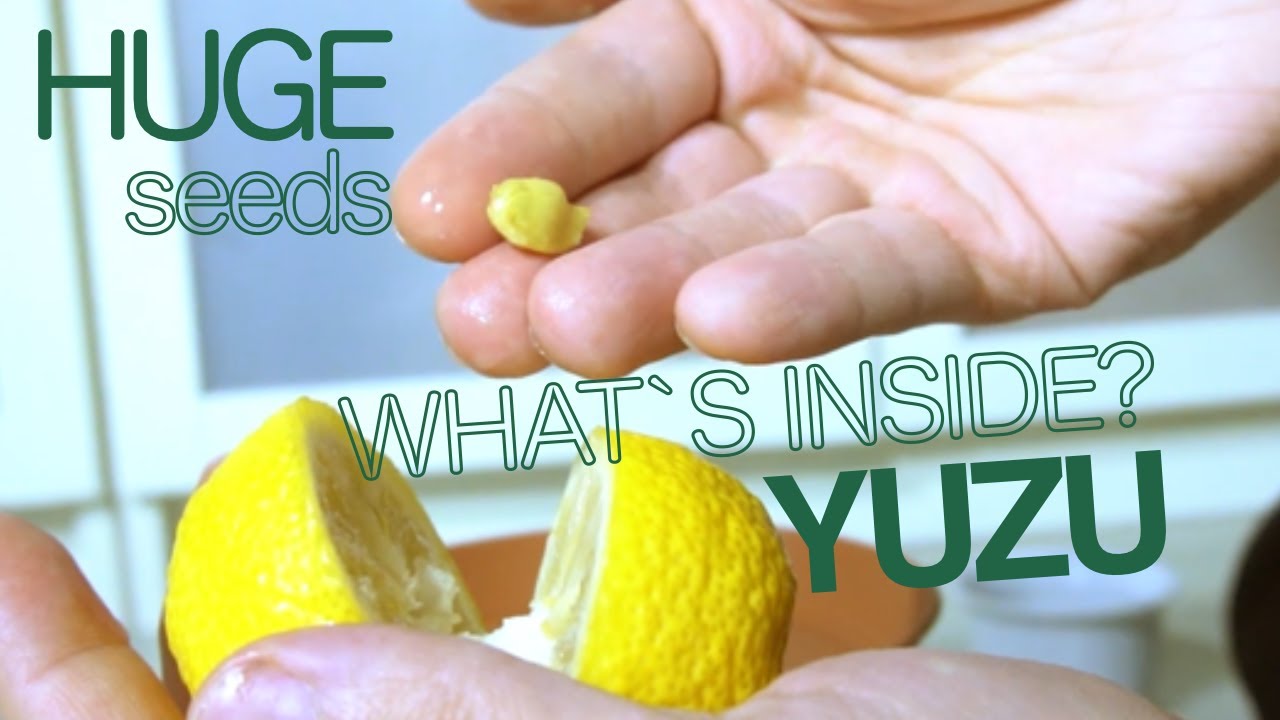 Download Opening Yuzu Citrus Lemon Fruit and How to Germinate Citrus Seeds