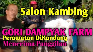 Salon Kambing Dan Perawatannya Di Kandang Goridampyak Farm