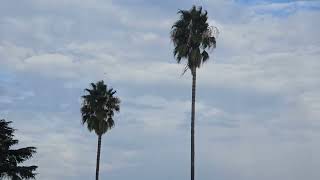 4:31pm Oct 22, 2025 - Partly Cloudy Altocumulus \& Light SSE Winds