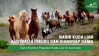 Kenapa Kuda Liar Australia Diburu dan Dianggap Hama?