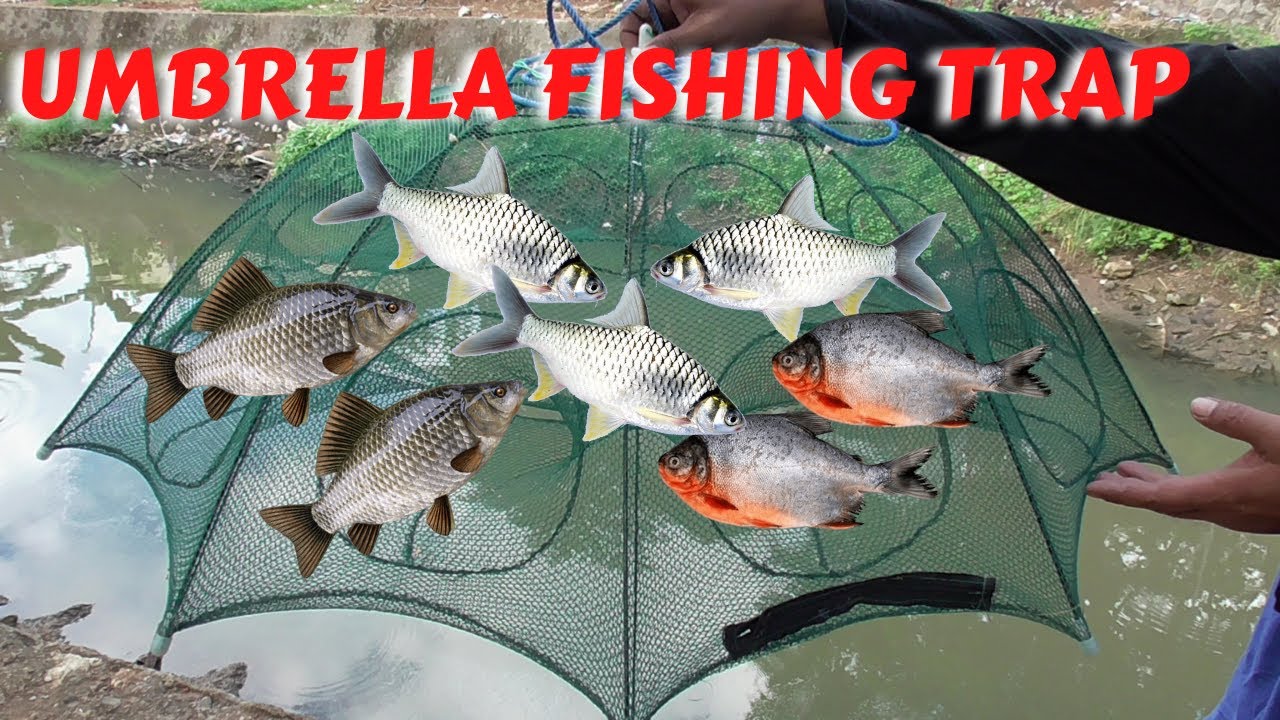 Umbrella Fishing Trap Catching Fish in the River use Folding Umbrella