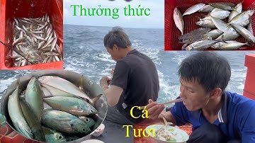 Ngày thứ 4 | cũng có lý | lưới cá đục | hoàng Phú quốc