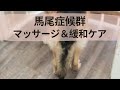 【馬尾症候群の犬】マッサージと緩和ケア Canine Massage & Palliative Care for Dogs with Cauda Equina