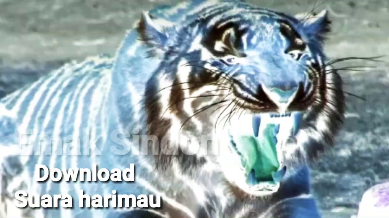 Download Efek Suara  Harimau  Durasi Pendek YouTube