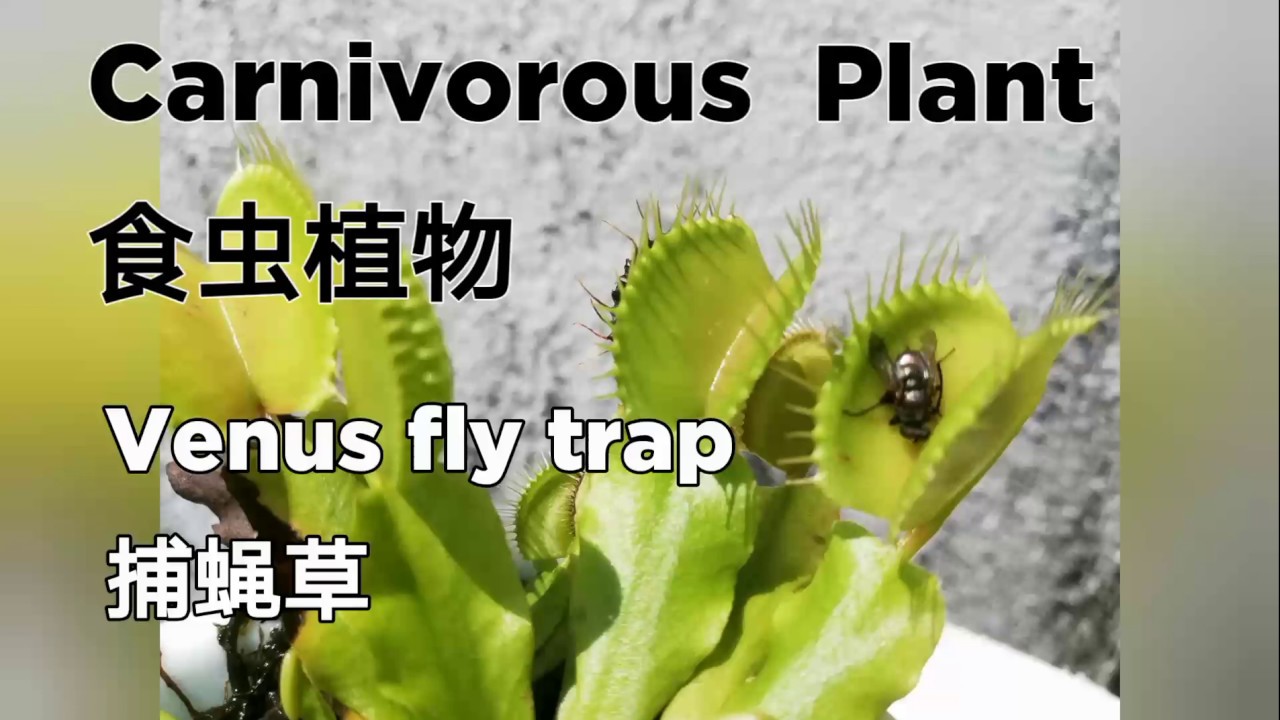 食虫植物 捕蝇草 Carnivorous Plant Venus Fly Trap Youtube