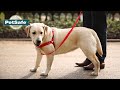 Harnais pour chien easy walk petsafe  prsentation