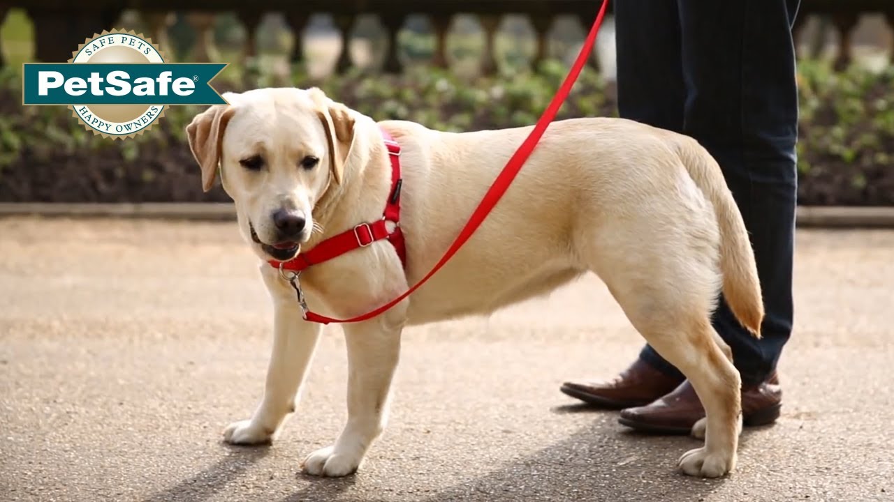 Harnais pour chien Eask Walk Deluxe - Sherbrooke Canin