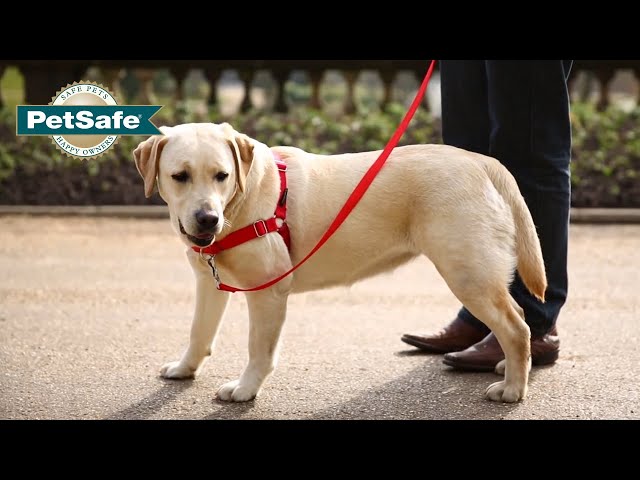 Harnais pour chien 3 en 1 PetSafe, anti-traction…