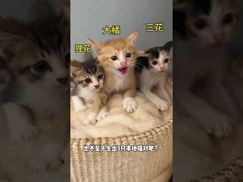 【眉姐姐的日常】眉姐姐难道是兔子养大的小猫咪吗？