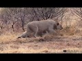 Warthogs Walk Straight Into Lions | Big On Wild - Wildlife Videos