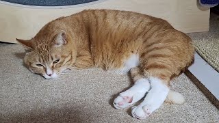 A sad mother because of a cat moving in pairs!