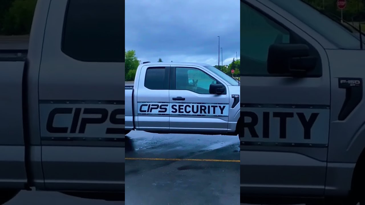 Chihuahua security dog on duty in the Walmart parking lot 🤣😂#michigan #security #chihuahua ￼