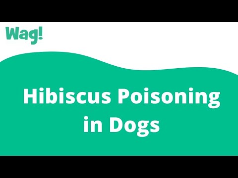 Hibiscus Poisoning in Dogs | Wag!
