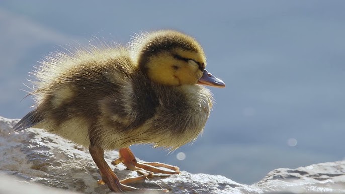 Ducks Unlimited Canada 