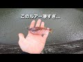 【入れ食い】もう…生き餌レベル!ギル系ハマりだしたら次々食ってきた・春バス釣り