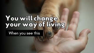 Wisdom Of The Dog Life Lessons From Mans Best Friend